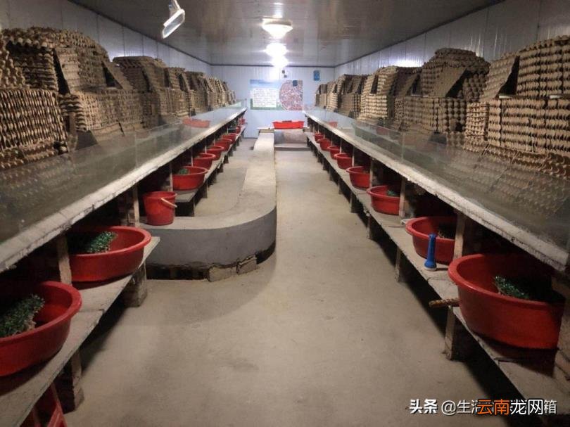 蝎子养殖市场前景如何 蝎子药材市场需求大不大？