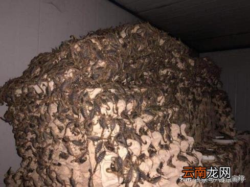 蝎子养殖市场前景如何 蝎子药材市场需求大不大？