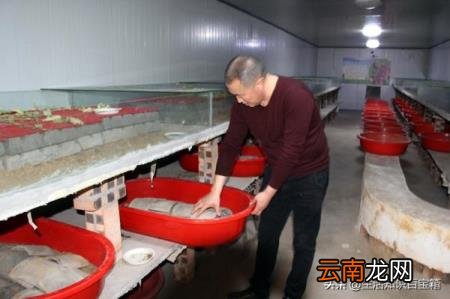 蝎子养殖市场前景如何 蝎子药材市场需求大不大？