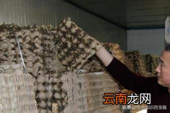 蝎子养殖市场前景如何 蝎子药材市场需求大不大？