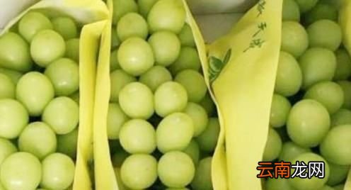 阳光玫瑰葡萄天然无核吗