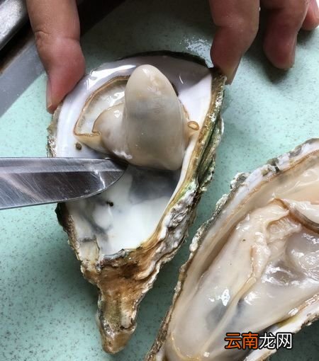 如何去掉生蚝的内脏