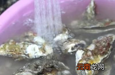 生蚝有内脏吗生蚝怎么清理