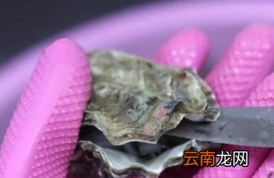 生蚝有内脏吗生蚝怎么清理