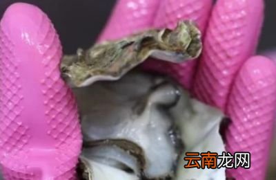 生蚝有内脏吗生蚝怎么清理