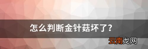 怎样判断金针菇是否坏了