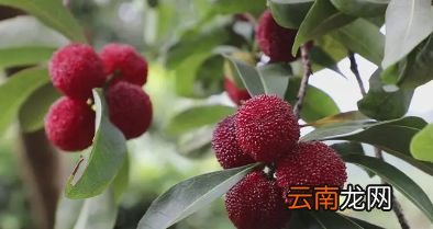 新鲜杨梅过夜怎么保存