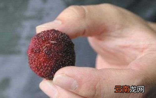 杨梅用什么可以清洗干净