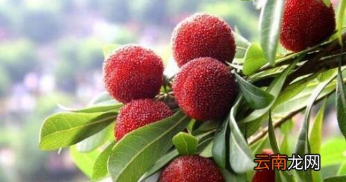 杨梅用什么可以清洗干净
