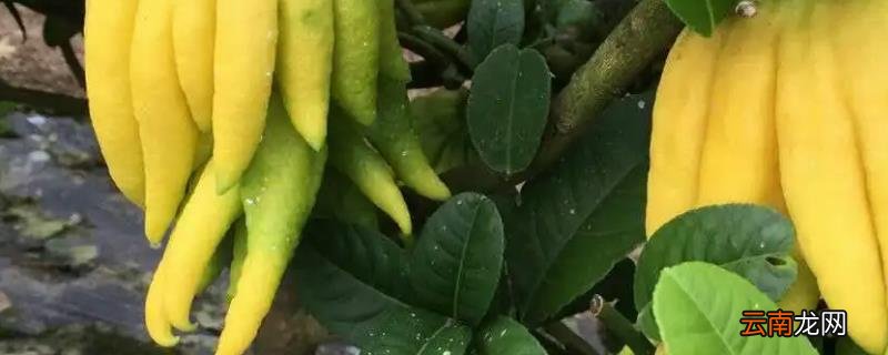 佛手果种植时间，佛手果种植管理技术
