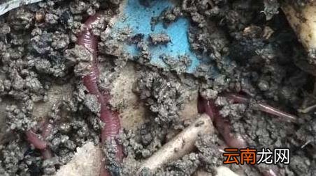 蚯蚓钓鱼的技巧和方法，蚯蚓钓鱼的技巧和方法图片