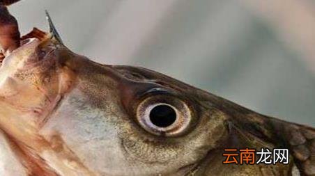 蚯蚓钓鱼的技巧和方法，蚯蚓钓鱼的技巧和方法图片