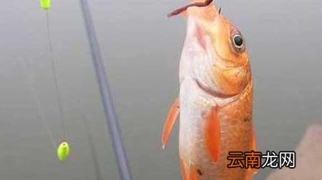 蚯蚓钓鱼的技巧和方法，蚯蚓钓鱼的技巧和方法图片