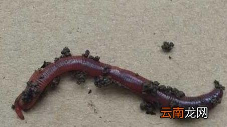 蚯蚓钓鱼的技巧和方法，蚯蚓钓鱼的技巧和方法图片