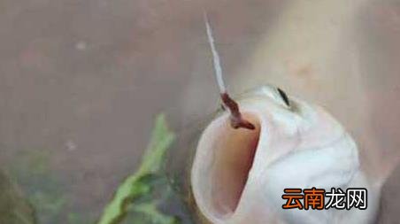 蚯蚓钓鱼的技巧和方法，蚯蚓钓鱼的技巧和方法图片