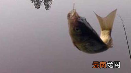 蚯蚓钓鱼的技巧和方法，蚯蚓钓鱼的技巧和方法图片