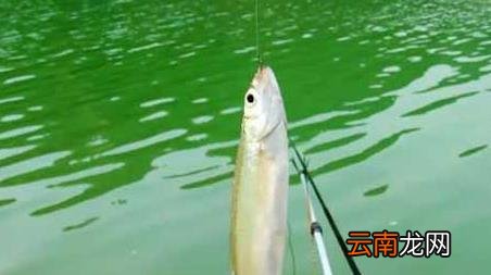 水库钓鱼技巧大全实用篇 水库钓鱼有什么技巧