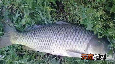 调四钓二是怎么调漂的，调四钓二的调漂方法