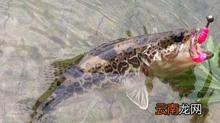水库钓鱼怎么调漂找底视频 水库钓鱼怎么调漂