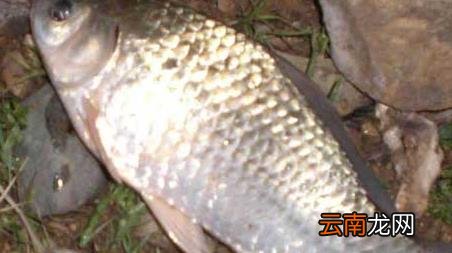 水库钓鱼怎么调漂找底视频 水库钓鱼怎么调漂