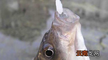 湖里钓鱼怎么选择钓位 钓鱼怎么选择钓位