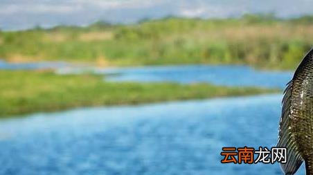 湖里钓鱼怎么选择钓位 钓鱼怎么选择钓位