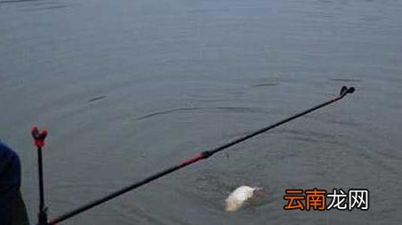 台钓入门教程 台钓实用技巧大全