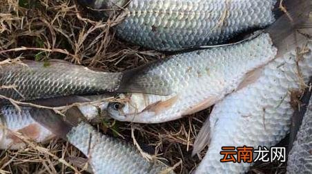 台钓为什么要压线 台钓一定要压线吗