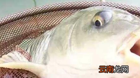 台钓新手如何快速入门，新手怎么玩好台钓
