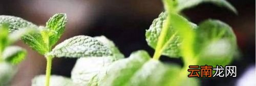 薄荷泡水里能放多久