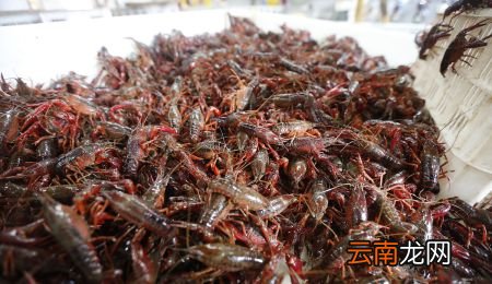 活小龙虾放在冷藏能活多久