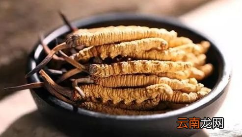 冬虫夏草一次吃5条可以吗