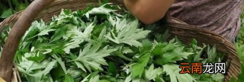艾草能天天泡脚吗
