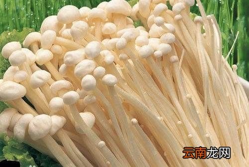 金针菇下面变黄了能吃吗