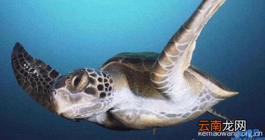 世界上体型最大的海龟叫什么 世界上体积最大的海龟是什么海龟