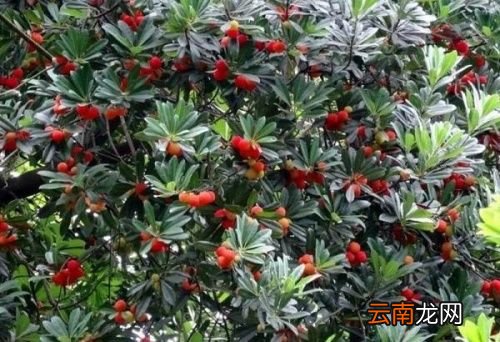 为什么杨梅要用盐水浸