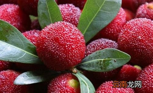 为什么杨梅要用盐水浸