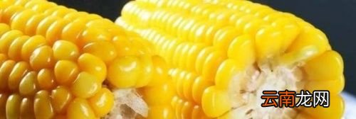 玉米直接冷水下锅煮吗