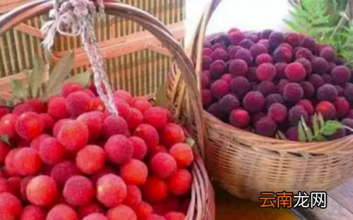 杨梅怎样泡酒才会变红