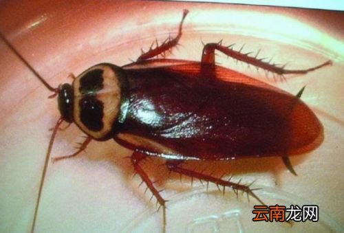 蟑螂爬过的衣服穿了会怎样