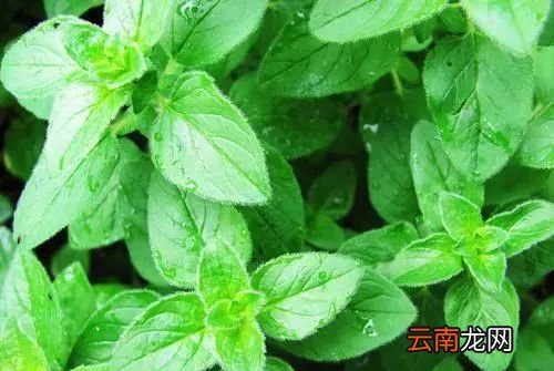 薄荷泡水喝多了对身体好吗