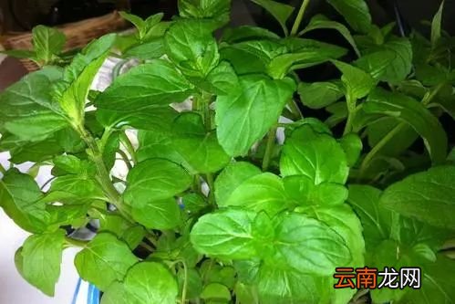 薄荷泡水喝多了对身体好吗