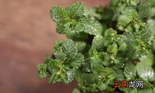 薄荷泡水对人有什么好处