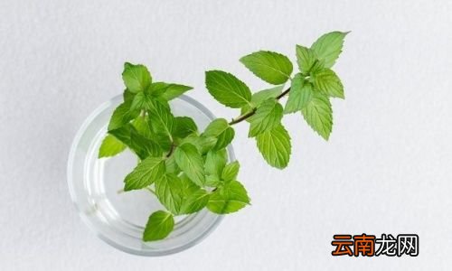 薄荷泡水对人有什么好处