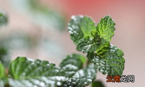薄荷泡水对人有什么好处