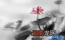 疫苗批次查询系统 新冠疫苗批次查询