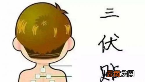 三伏贴是贴哪个部位减肥