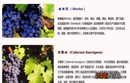 做葡萄酒用什么葡萄做最好