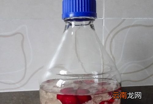 樱桃用多少度的酒为好