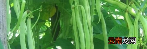 豆角应该煮多久